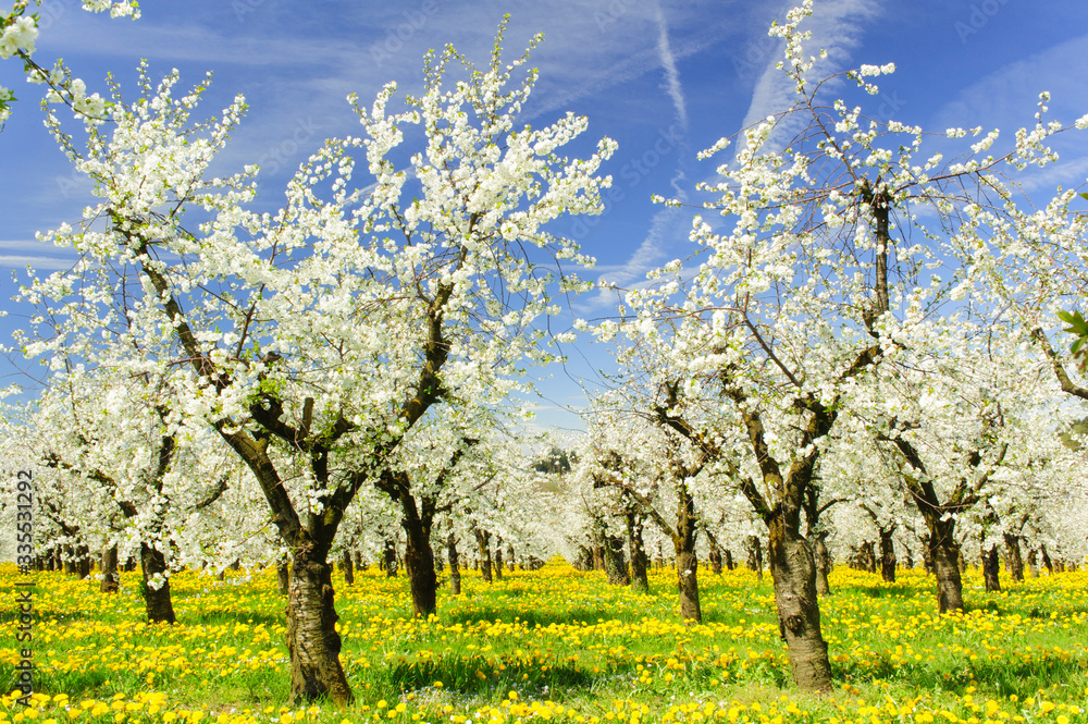 blooming apple trees at spring on field