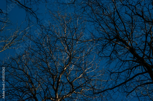 branches of a bare tree in winter against a bright blue sky, Moscow