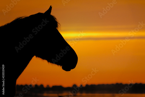 silhouette of a New Forest Pony at sunrise on salt marsh with the beach huts of Mudeford in the background. Taken at Stanpit Marsh UK