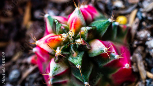 Closeup of beautiful variegated Gymnocalycium mihanovichii cactus
 photo