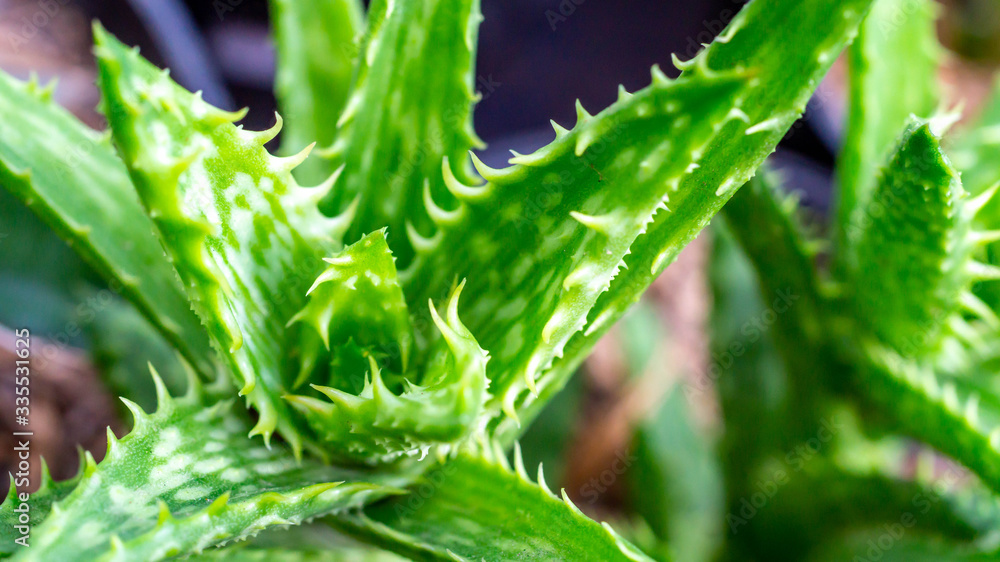 closeup of green Aloe vera, beautiful desert plant closeup of green Aloe vera, beautiful desert plant