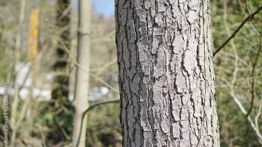 Fototapeta premium Tree Background sunny day texture