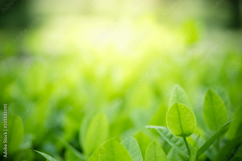Amazing nature view of green leaf on blurred greenery background in garden and sunlight with copy space using as background natural green plants landscape, ecology, fresh wallpaper concept. Amazing nature view of green leaf on blurred greenery background in garden and sunlight with copy space using as background natural green plants landscape, ecology, fresh wallpaper concept.