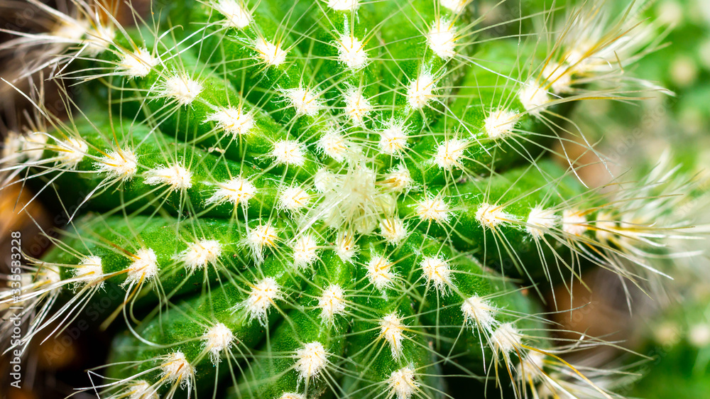 Closeup of Notocactus magnificus with white soft spines Closeup of Notocactus magnificus with white soft spines