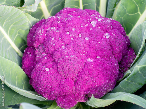 freshly growing purple cauliflower 