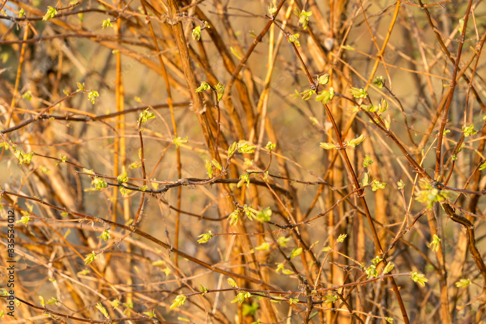 Obraz premium Background of a bush with fresh leaves unraveling from buds in spring