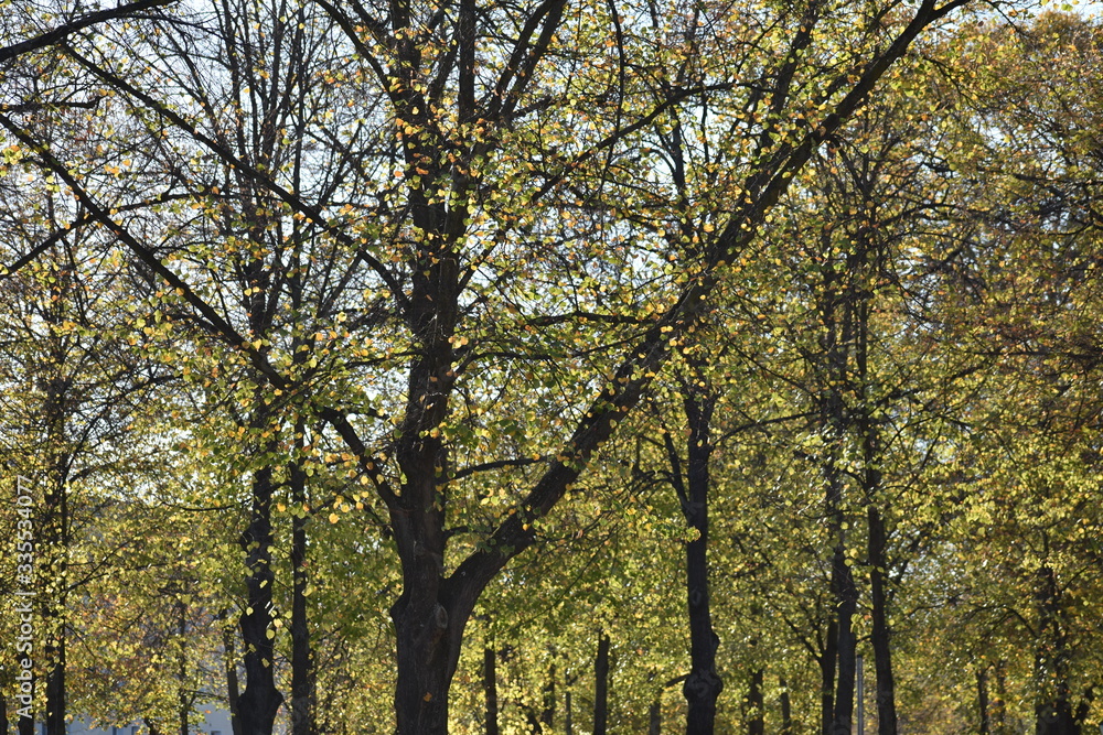 Fall leaves trees scene in a park in Charlottenburg Berlin Germany