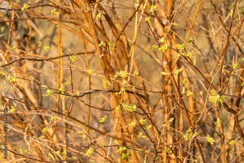 Background of a bush with fresh leaves unraveling from buds in spring
