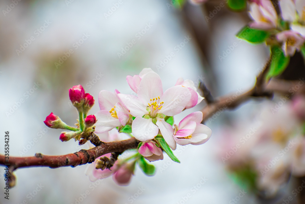 Apple blossom branch against brurred backround Apple blossom branch against brurred backround