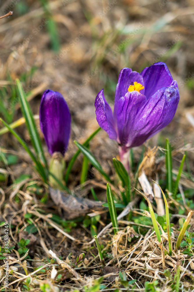 Сrocus flower grown in the spring in the garden Сrocus flower grown in the spring in the garden