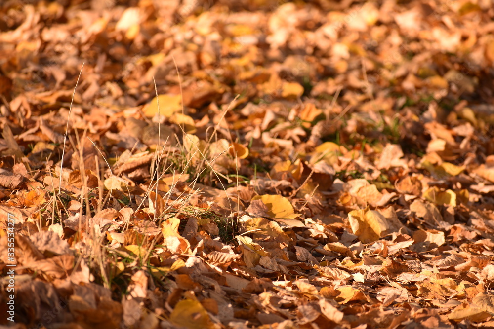 Fall leaves in a park in Charlottenburg Berlin Germany Fall leaves in a park in Charlottenburg Berlin Germany