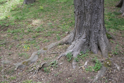 various tree trunks and leaves