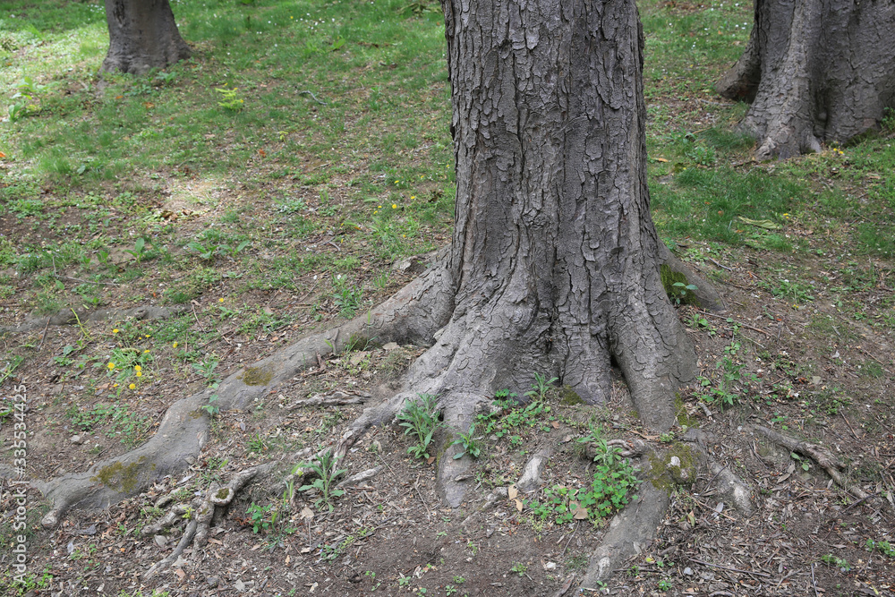 various tree trunks and leaves