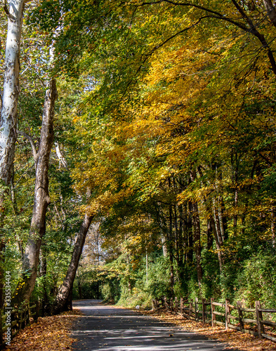 Fall foliage on a tree-covered country lane