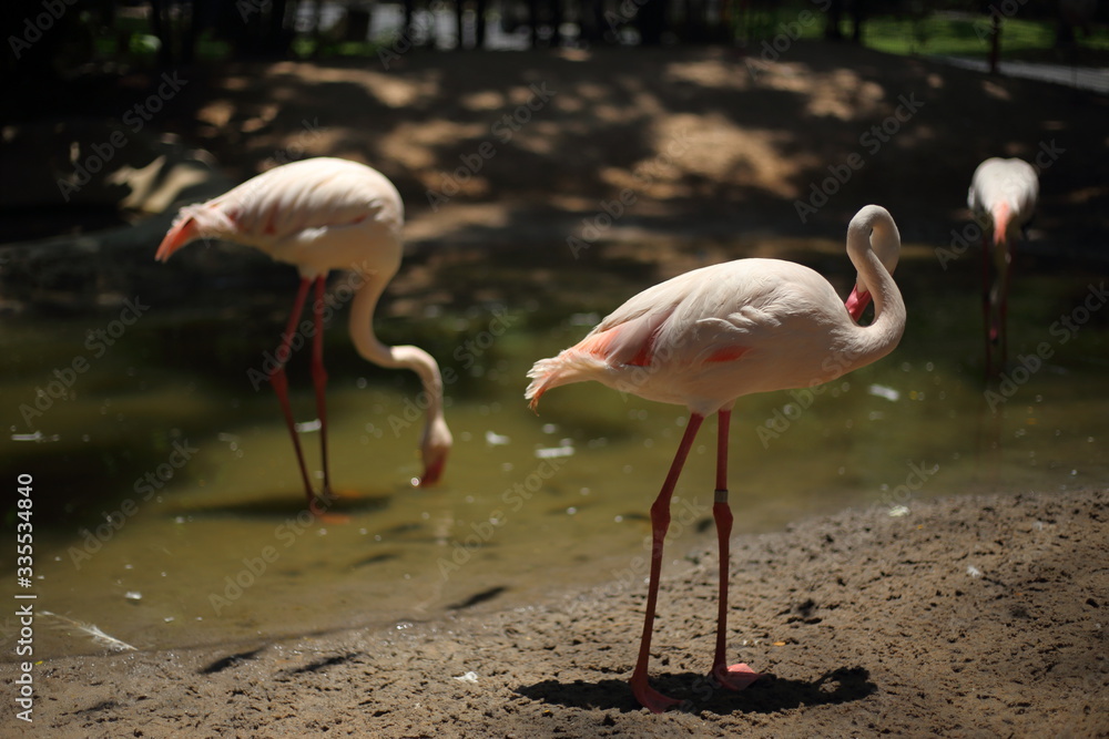 Flamingo at Khao Kheow Open Zoo, Chon Buri, Thailand Flamingo at Khao Kheow Open Zoo, Chon Buri, Thailand