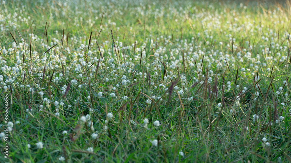 field of wild white flowers in summer time