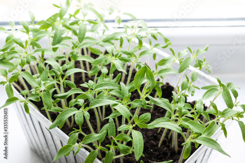 Seedling, young tomato plants growing in a plastic container with soil on the window close-up.