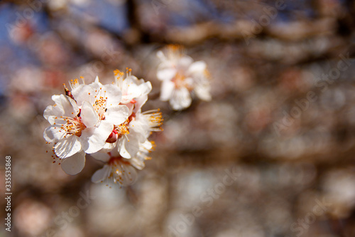 Sakura flower