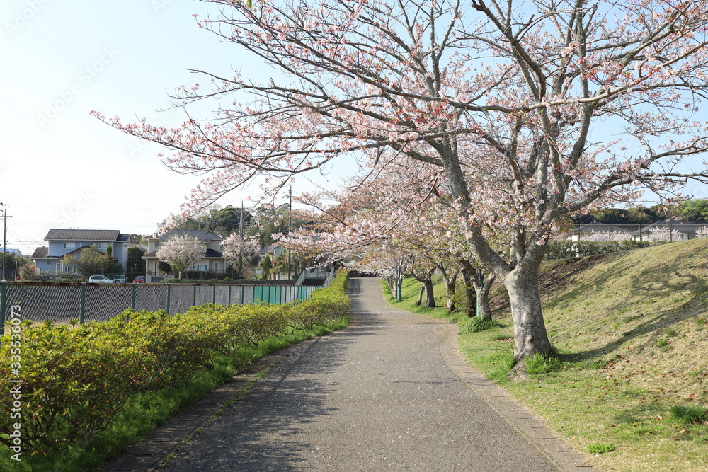 桜並木