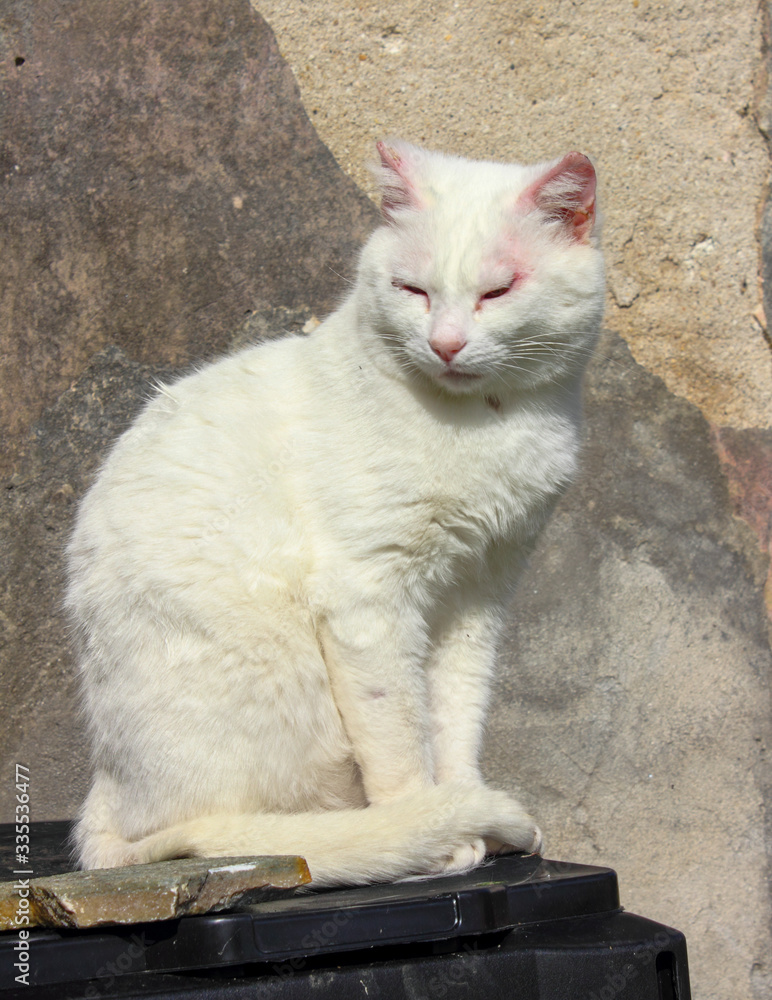 small white domestic cat