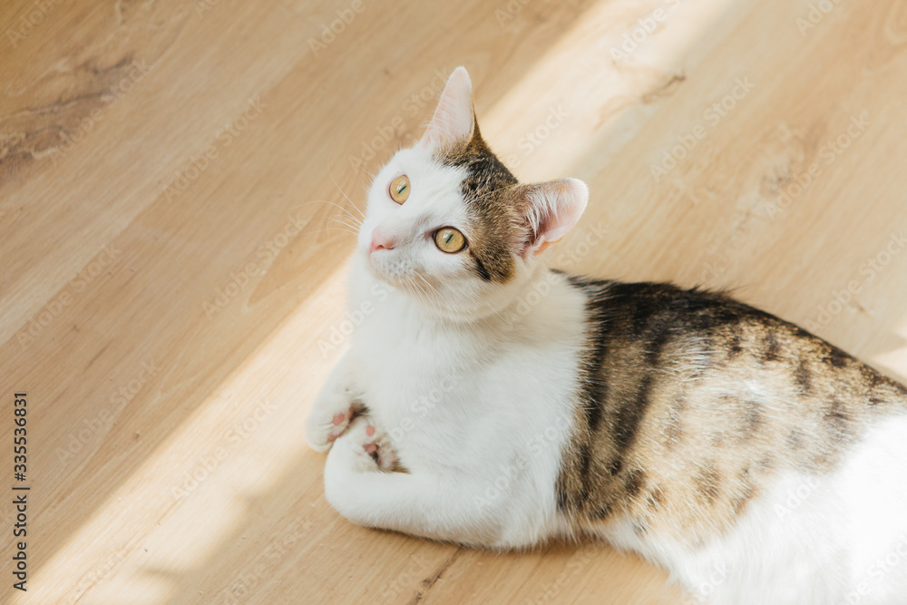 Cat sitting on wooden floor. Playful cat