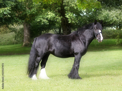 Pretty Black Pony