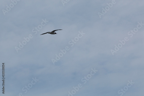 Seagull flies with a blue sky