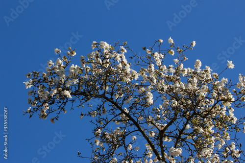 Low angle view of white flowers of a Magnolia Tree in front of a clear blue sky  Magnolia grandiflora