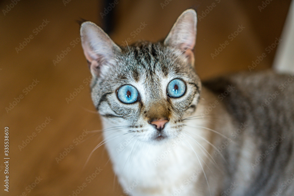 Cat portrait with beautiful eyes
