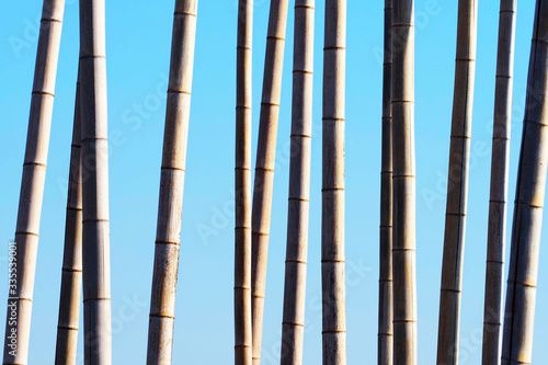 Dry trunks of bamboo against the blue sky, nature background