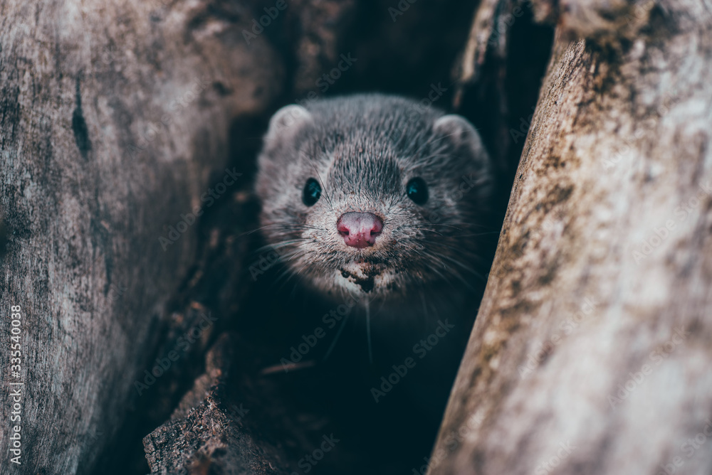 Fototapeta premium Dzika norka nad rzeką