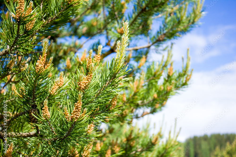 of a pine branch close-up against a blue sky,
young shoots of pine, pine tree of a pine branch close-up against a blue sky,
young shoots of pine, pine tree