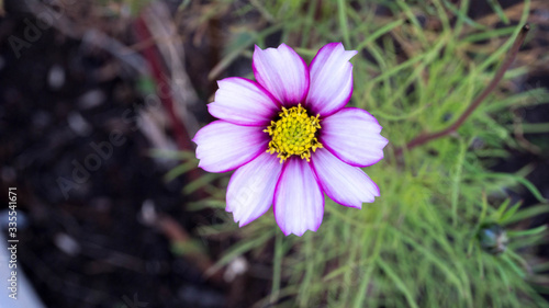 purple cosmos in the garden