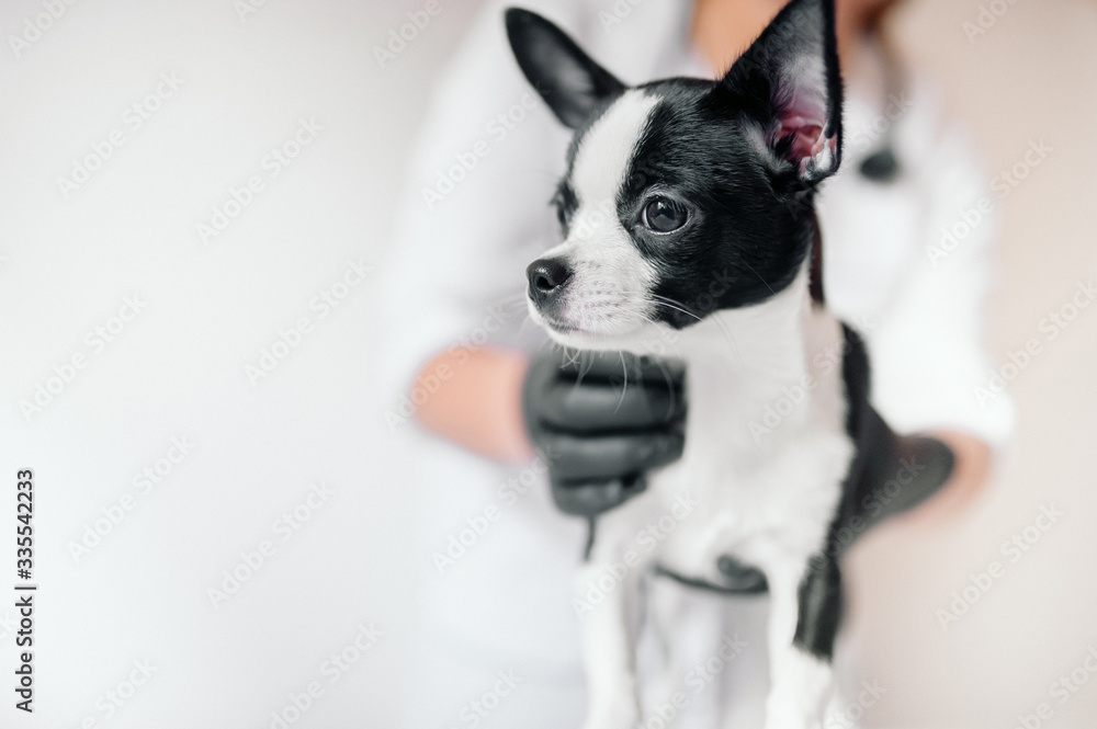 veterinarian holds a cute black and white puppy at the reception veterinarian holds a cute black and white puppy at the reception