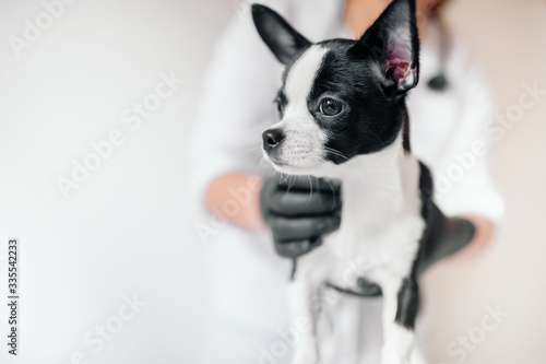 veterinarian holds a cute black and white puppy at the reception