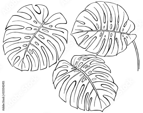 Hand drawn ink pen monstera leaves on white background. Set of element. Vector illustation.