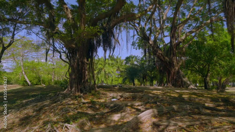view on huge beautiful trees in China park summer vacation in Sanya view on huge beautiful trees in China park summer vacation in Sanya