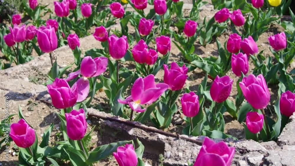 multicolor flowerbed of tulips spring flowers multicolor flowerbed of tulips spring flowers