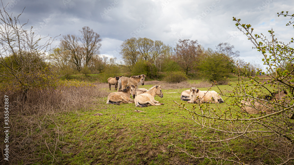 Obraz premium Konik wild horses in Floodplain nature park Meinerswijk in Arnhem on southbank of river Rhine in Gelderland, Netherlands