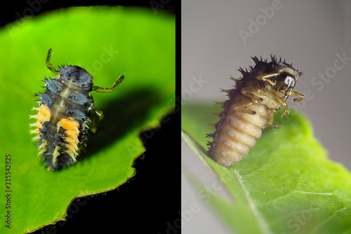 Focus Stacked Images of Lady Bug Larva.  Front and Back photo