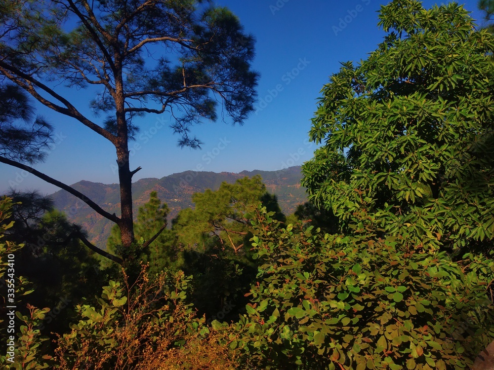 Obraz premium trees and sky