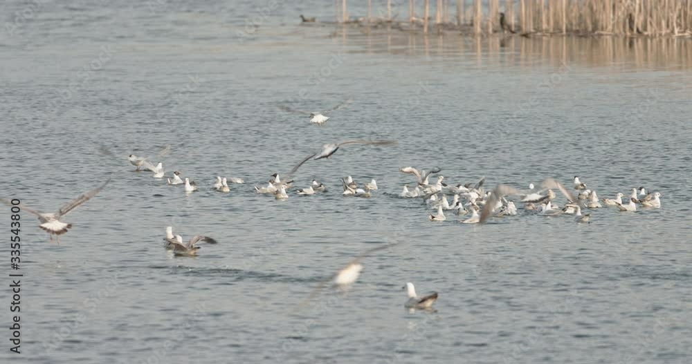 Lots of birds flying over the water. Seabirds in wild life biodiversity of insular ecosystems. Sea birds and island communities, Biodiversity awareness conservation insular species in Delta Vacaresti Lots of birds flying over the water. Seabirds in wild life biodiversity of insular ecosystems. Sea birds and island communities, Biodiversity awareness conservation insular species in Delta Vacaresti