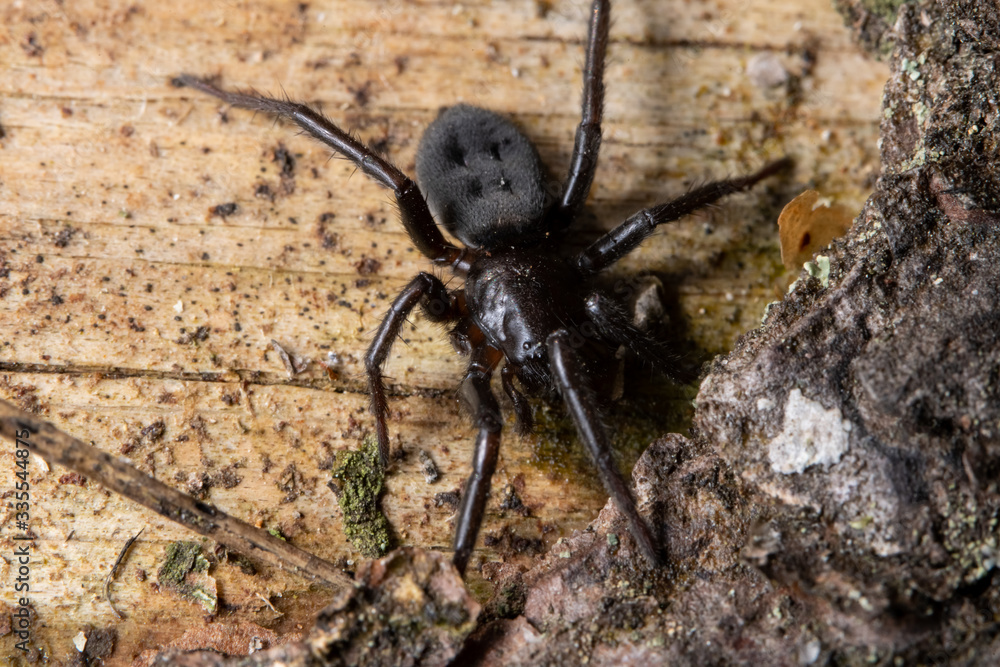 Fototapeta premium Close up macro image of ground spider on the bark tree.