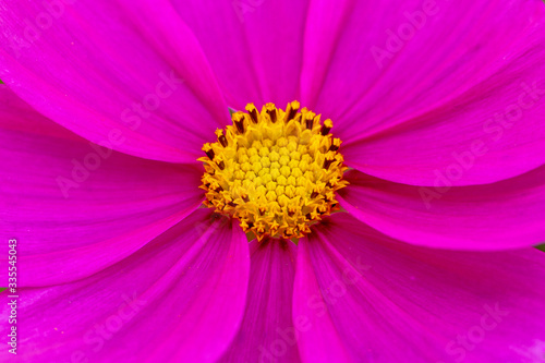 Closeup of pink flower with water drops Pink and vibrant flower in bloom