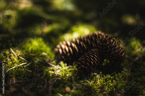 Brown spruce cones on green moss © petroffcocktail