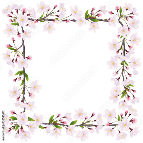 Blooming cherry. Decoration frame of flowers on the white background. 