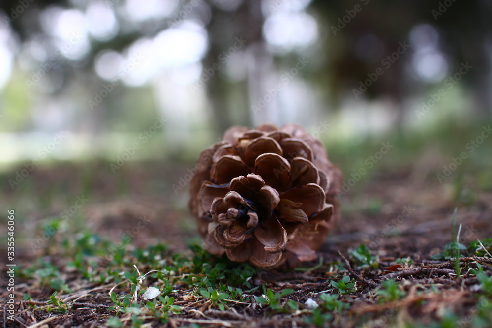 pine cone lies on green grass and dry pine needles in the shade of coniferous trees in spring park pine cone lies on green grass and dry pine needles in the shade of coniferous trees in spring park
