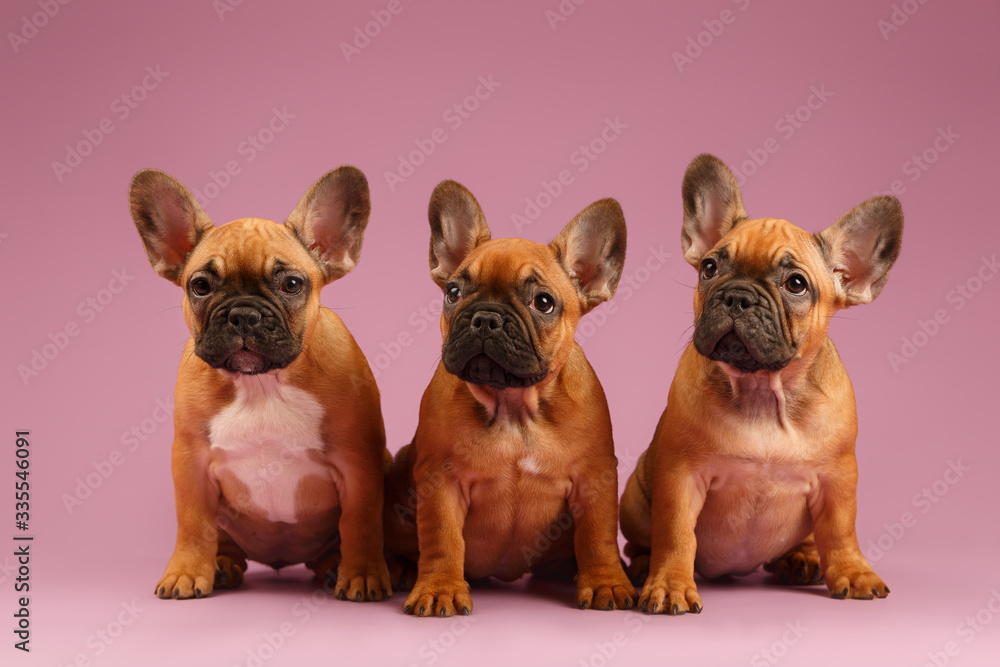 French bulldog puppie at pink background