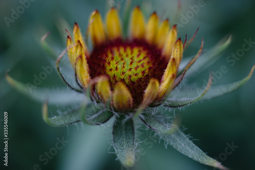 Closeup of orange gaillardia garden flower