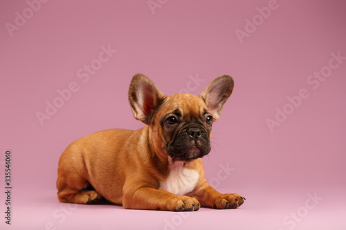 French bulldog puppie at pink background © Lana Polyakova